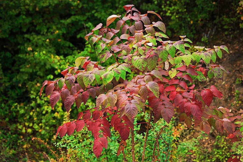 Аралия высокая