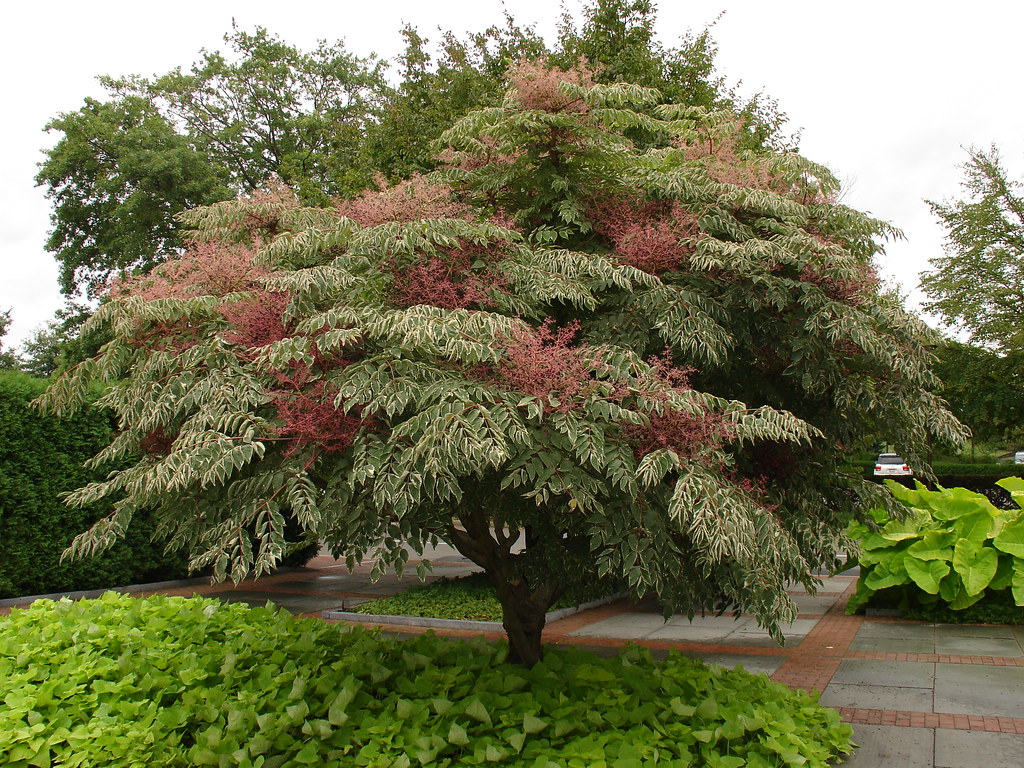 Аралия высокая