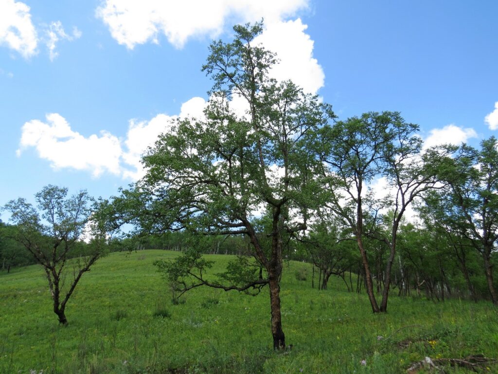 Берёза даурская