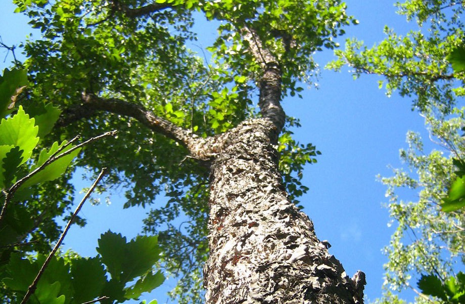 Берёза даурская