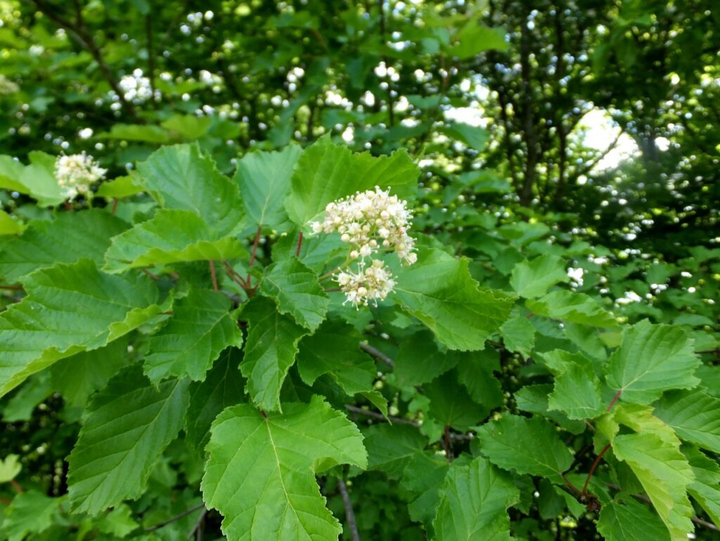 Клён татарский