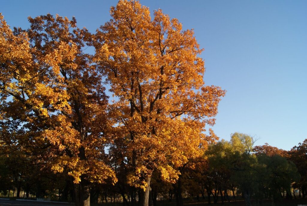 Дуб монгольский