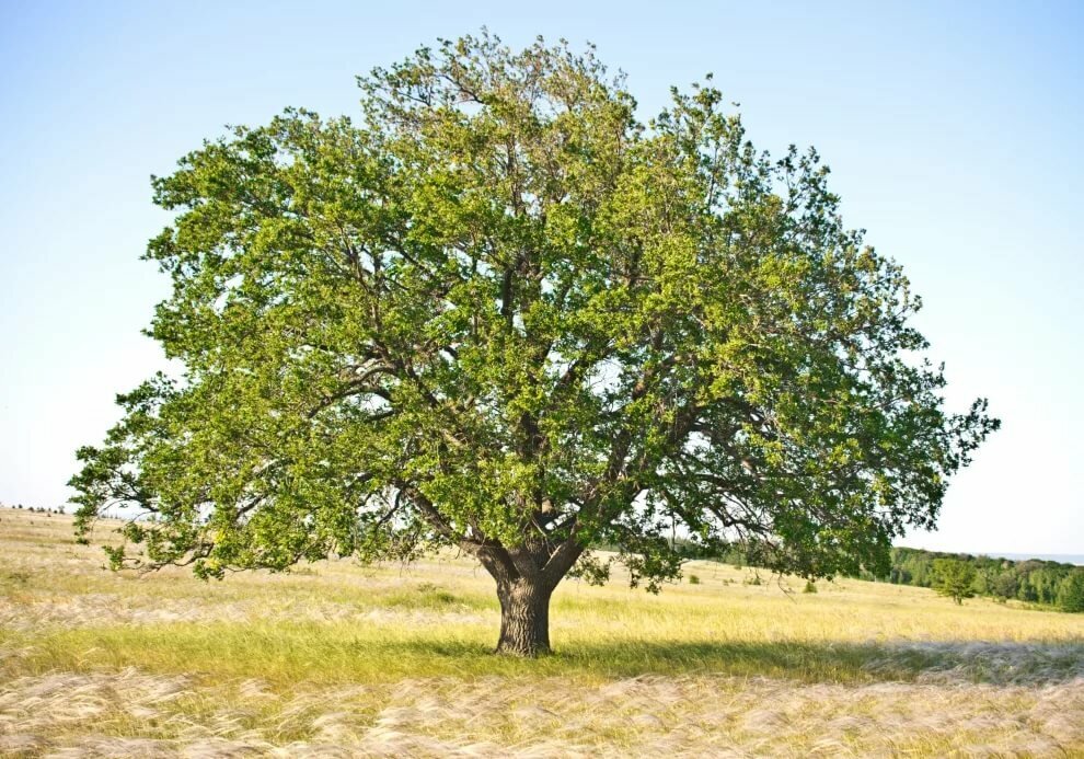 Дуб монгольский