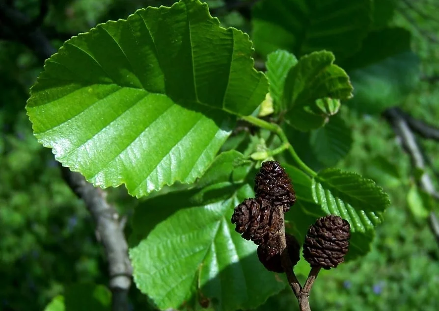 Ольха чёрная