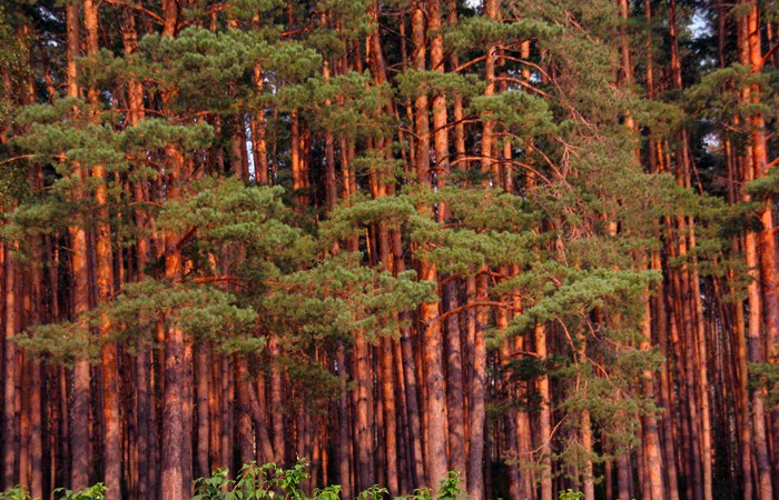 Ангарская сосна