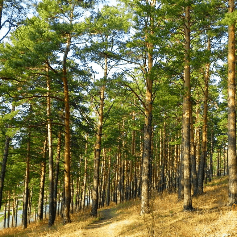 Ангарская сосна
