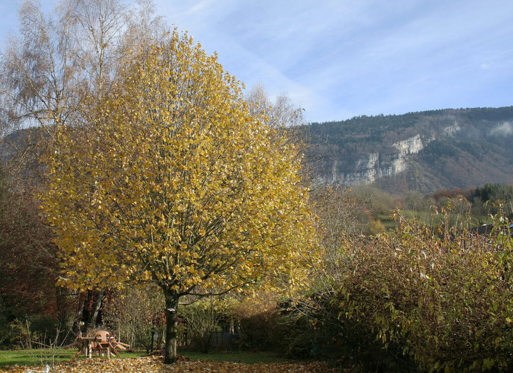 липа амурская