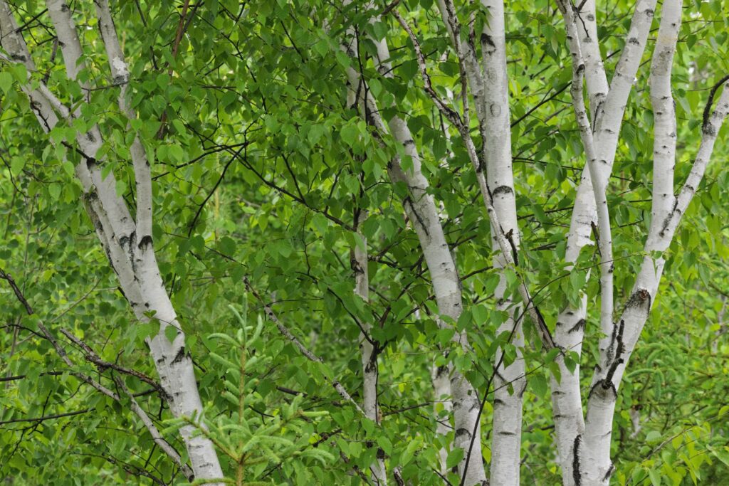 Берёза бумажная