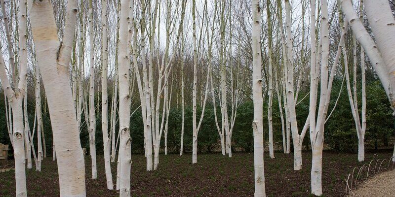 Берёза бумажная