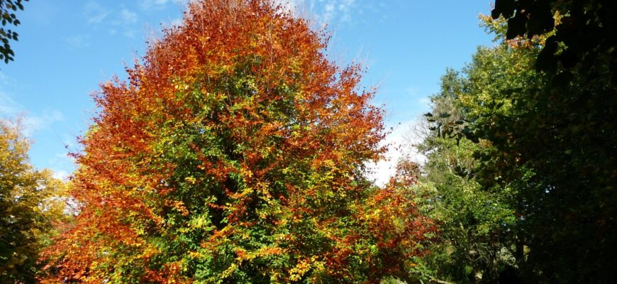 бук восточный