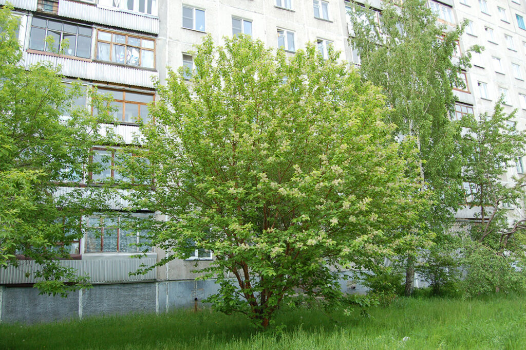 Черёмуха Маака