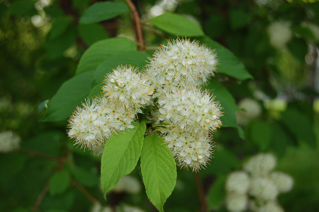 Черёмуха Маака