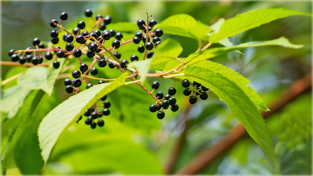 Черёмуха Маака