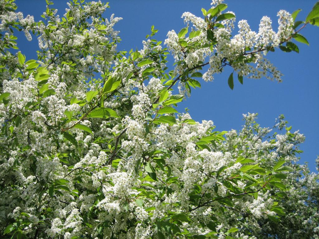 Черёмуха обыкновенная