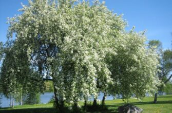 Черёмуха обыкновенная