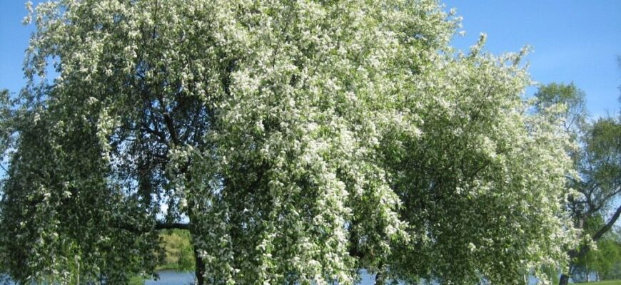 Черёмуха обыкновенная