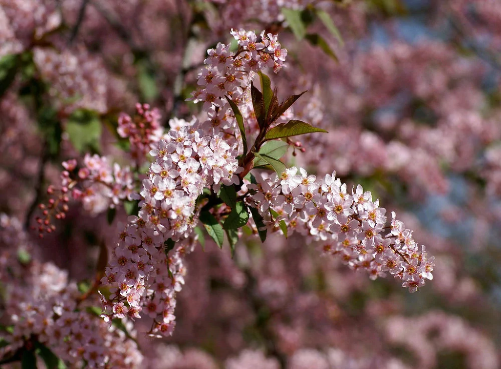 Черёмуха обыкновенная