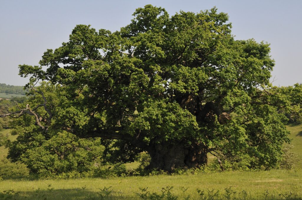 Дуб крупнопыльниковый