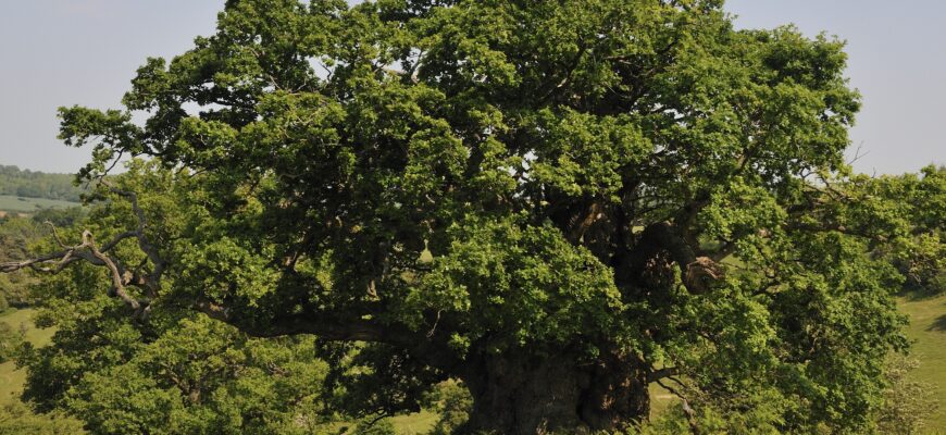 Дуб крупнопыльниковый