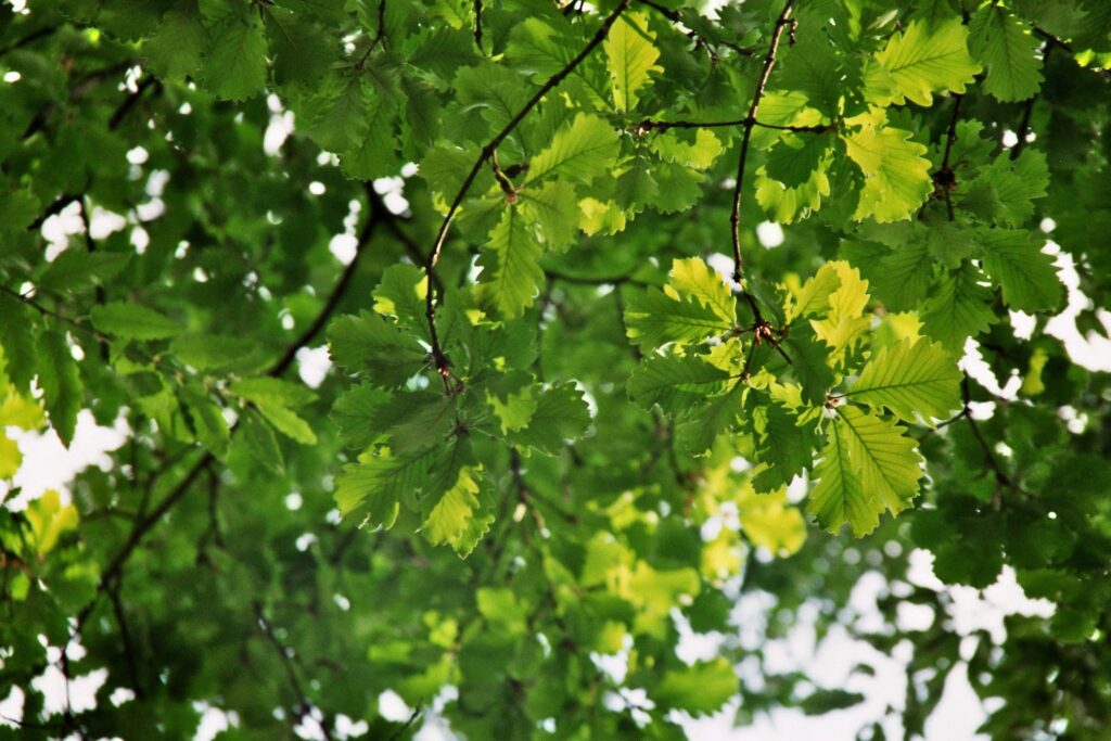 Дуб крупнопыльниковый