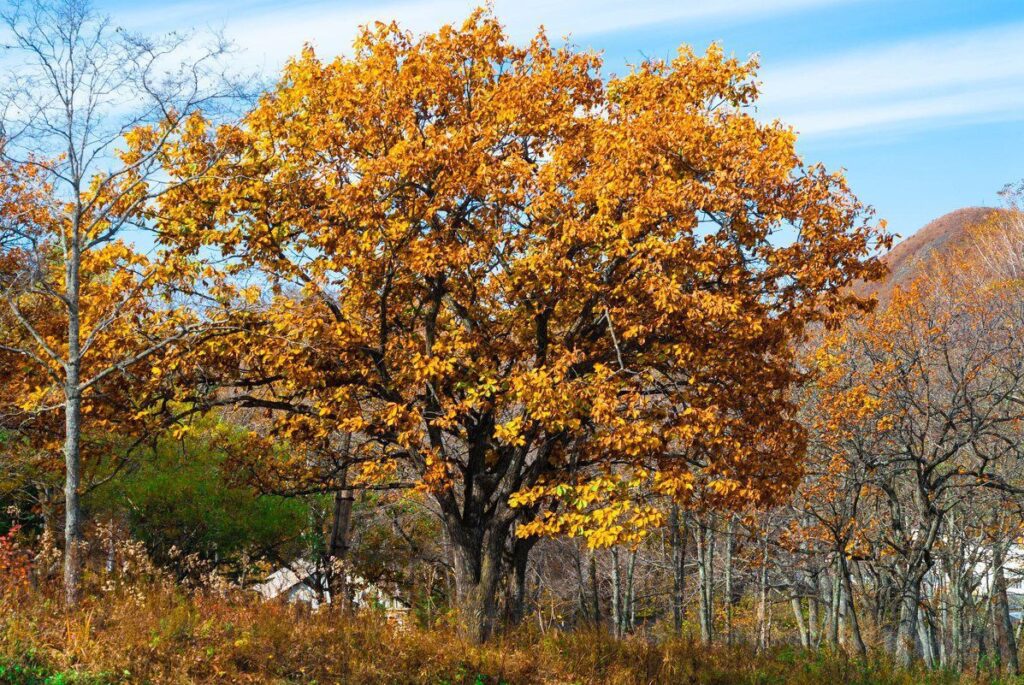 Дуб зубчатый