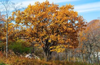 Дуб зубчатый