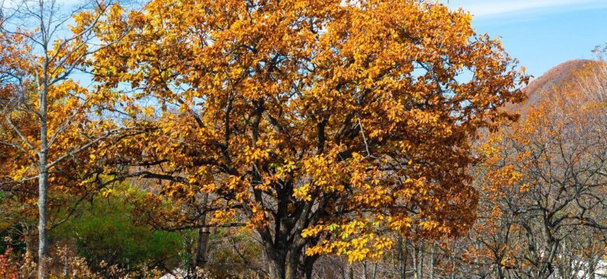 Дуб зубчатый