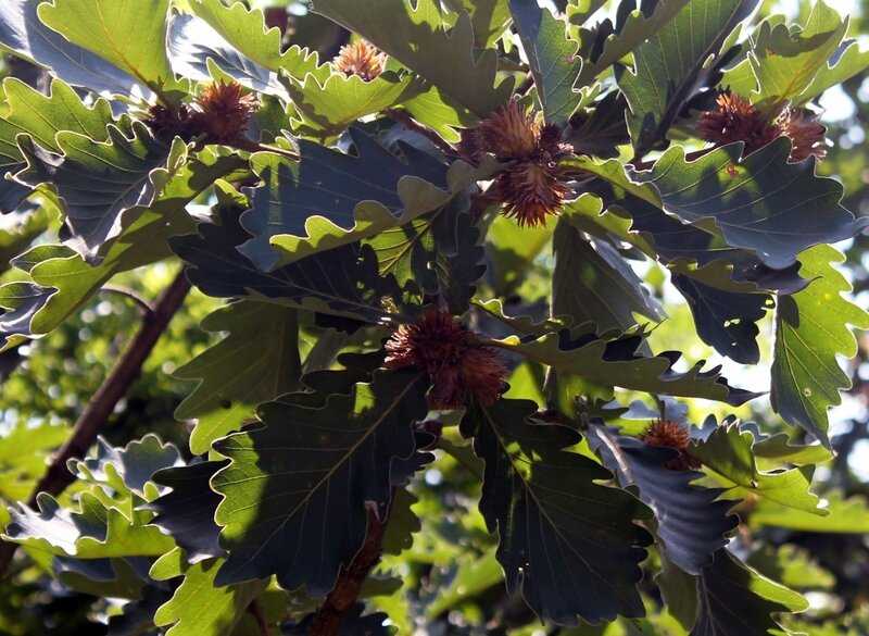 Дуб зубчатый