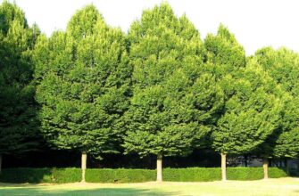 Граб обыкновенный