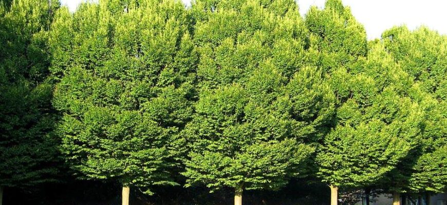 Граб обыкновенный