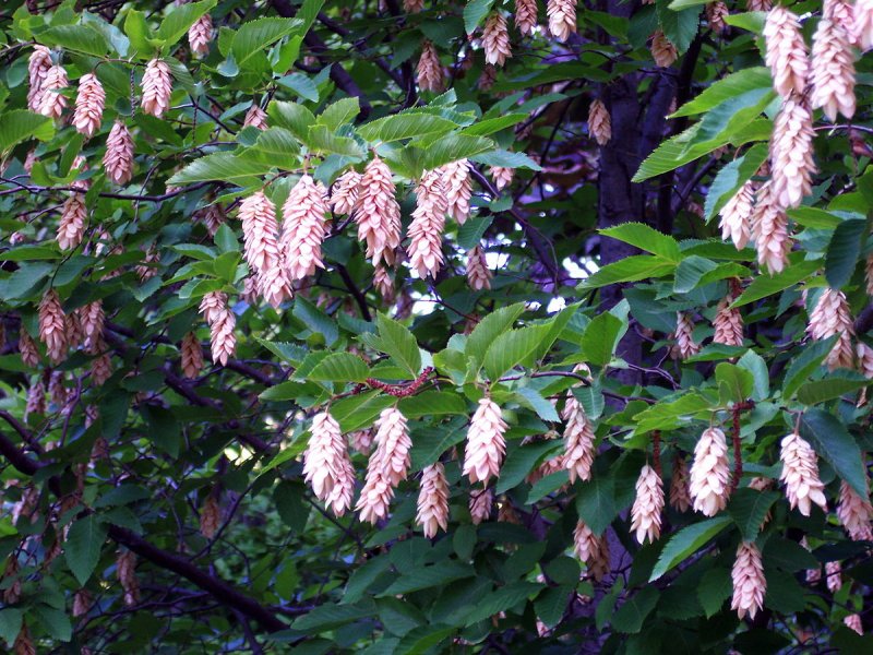 Хмелеграб обыкновенный