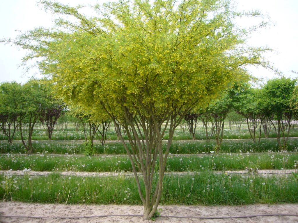 Карагана древовидная