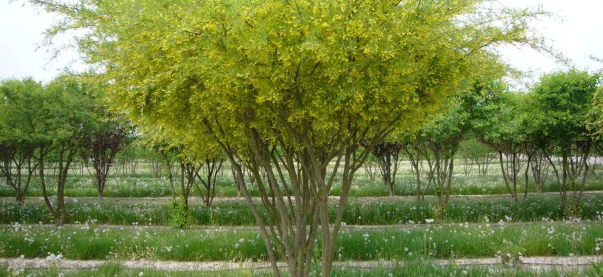 Карагана древовидная