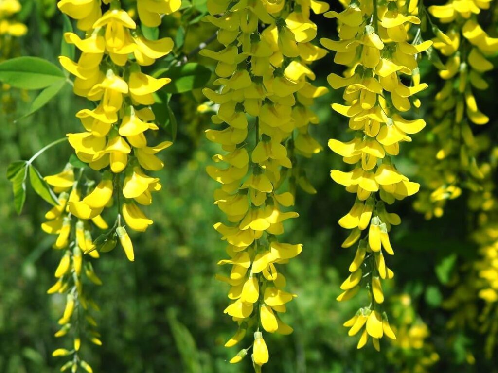 Карагана древовидная