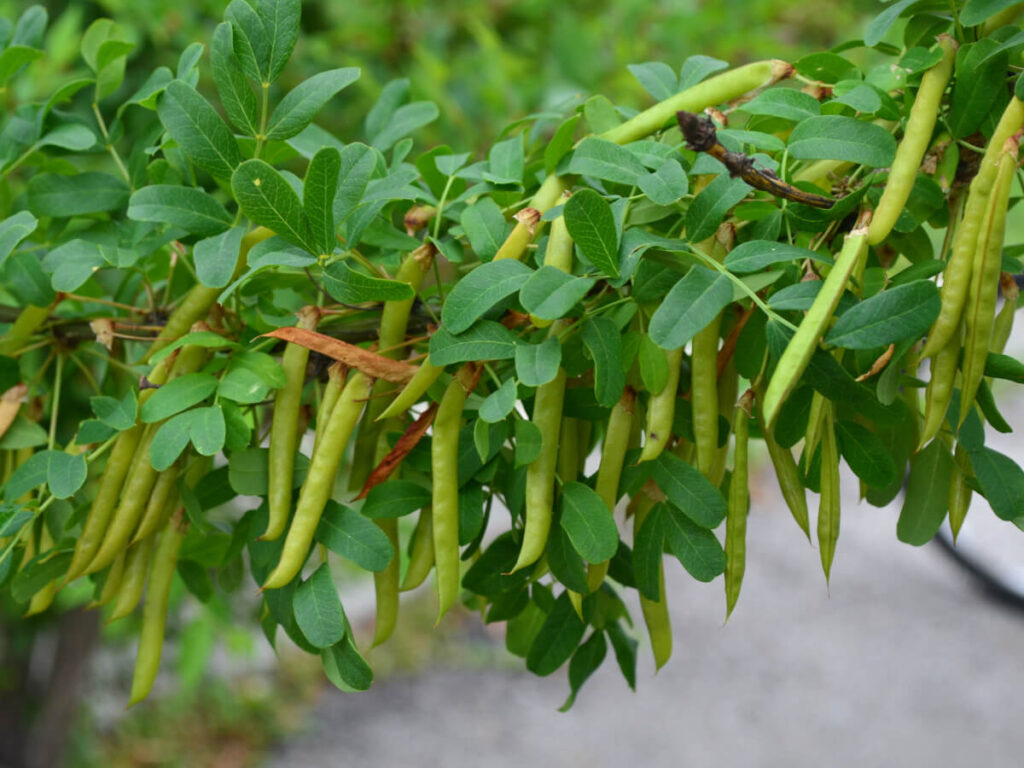 Карагана древовидная