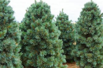 Корейский кедр