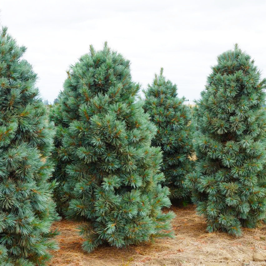 Корейский кедр