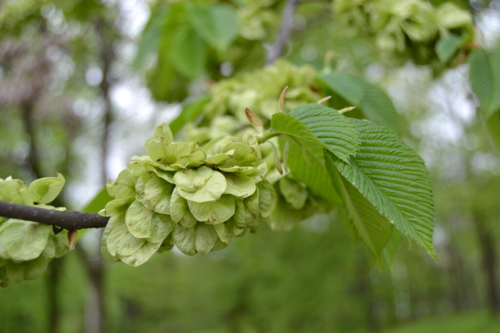 Лечебные свойства вяза