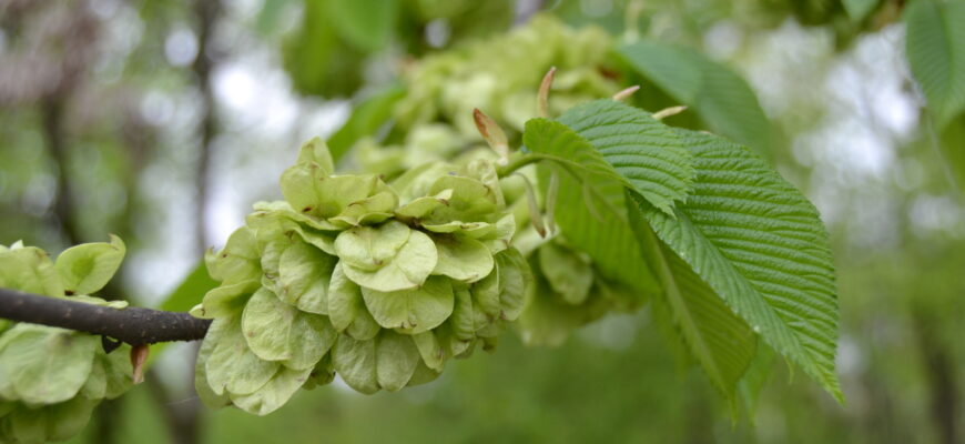 Лечебные свойства вяза