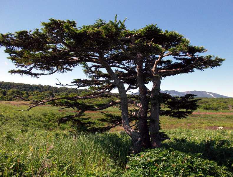 Лиственница камчатская