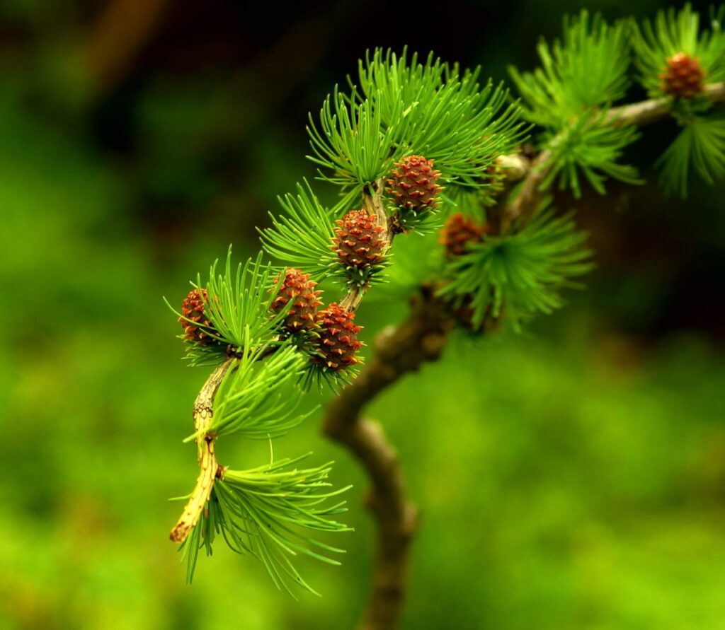 Лиственница камчатская