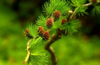 Лиственница камчатская