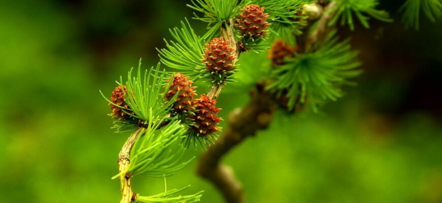 Лиственница камчатская