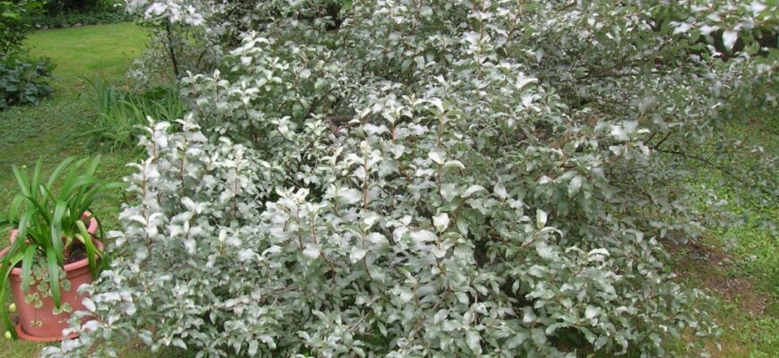 Лох серебристый