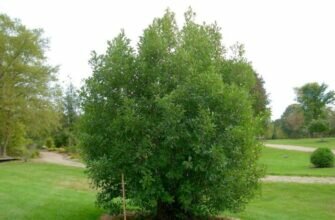 Ольха пушистая