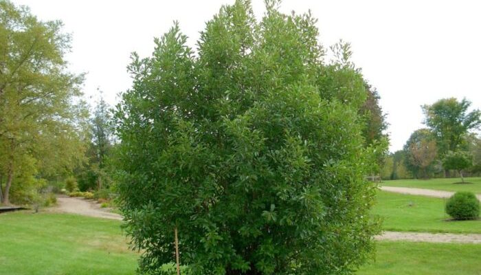 Ольха пушистая