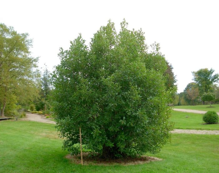 Ольха пушистая