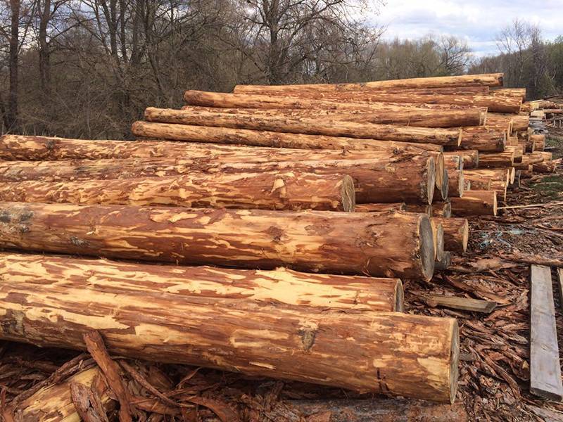 Плюсы и минусы строительства из лиственницы