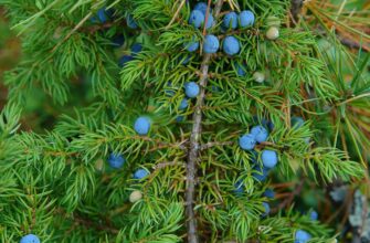 Полезные свойства можжевельника