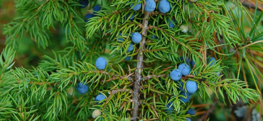 Полезные свойства можжевельника